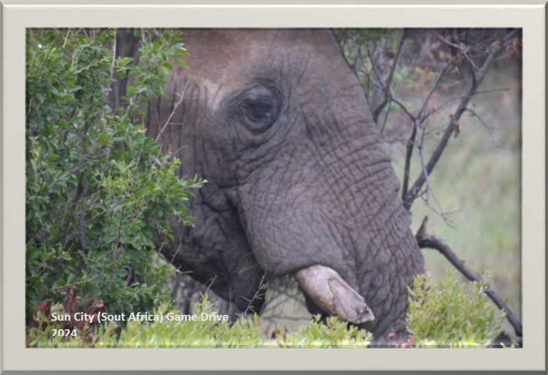 sun city   south africa   game drive